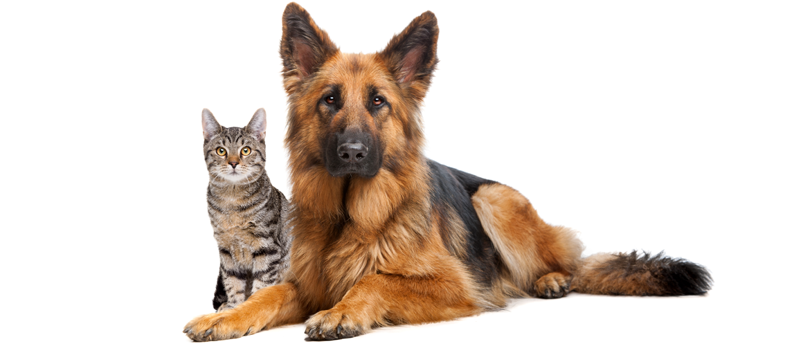 banner-interna-rastreamento-pet-cachorro-gato-defendersat-fortaleza Rastreamento de Pets